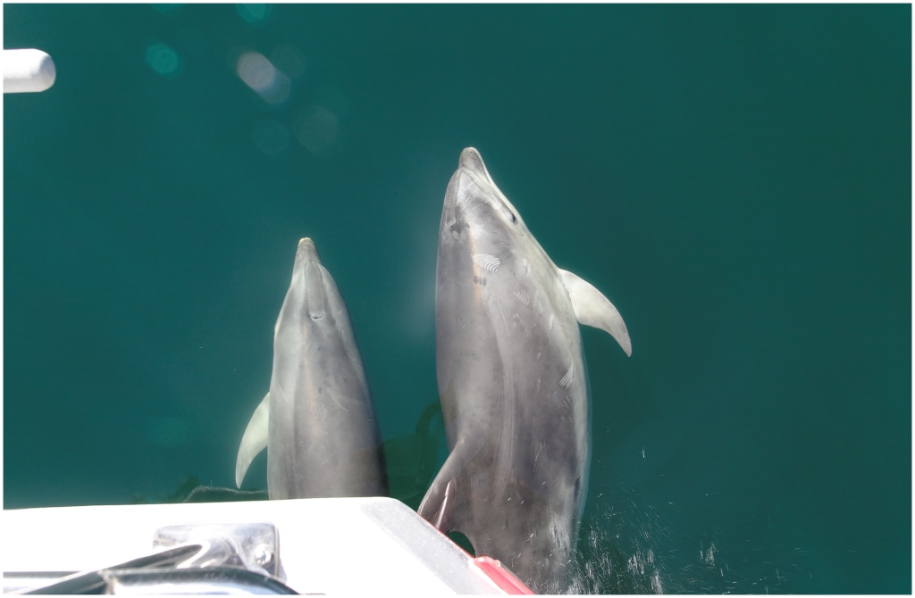 05 - Milford Sound (14).jpg